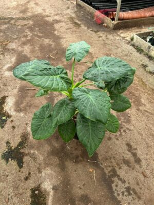 Elephants Ear "Rubra" 30cm Pot