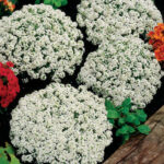 Alyssum 'Clear Crystal' White 6 Pack Tray