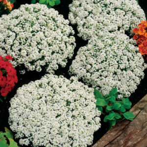 Alyssum 'Clear Crystal' White 6 Pack Tray