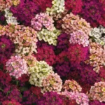 Alyssum Easter Bonnet Formula Mix 6 Pack Tray