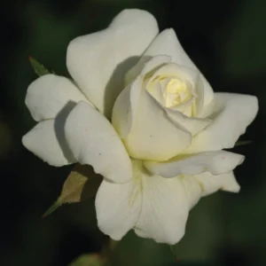 Amoretta Rose Standard/Lollipop 50cm