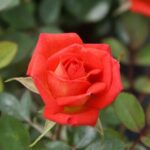 Anita Charles Miniture Rose