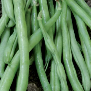 Bean Bush Contender 4 Pack Tray