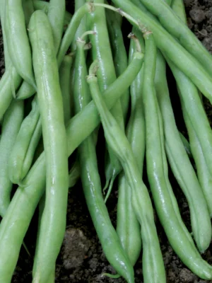 Bean Bush Contender 4 Pack Tray