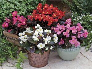 Begonia Eris 6 Pack Tray