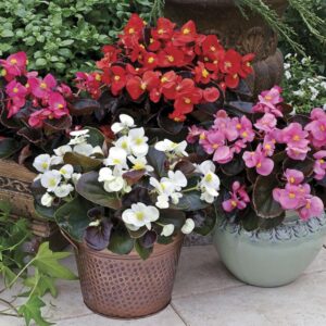 Begonia Eris 6 Pack Tray