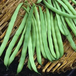 Beans Runner Lazy Housewife 4 Pack Tray