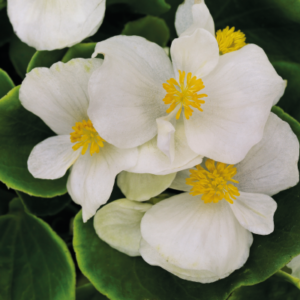 Begonia Sprint Plus White 6 Pack Tray
