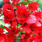 Bougainvillea Dark Red 20lt