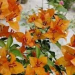 Bougainvillea Monalisa Orange 20lt