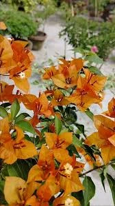 Bougainvillea Monalisa Orange 20lt