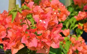 Bougainvillea Orange Sunset 20lt