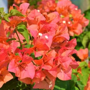 Bougainvillea Orange Sunset 20lt