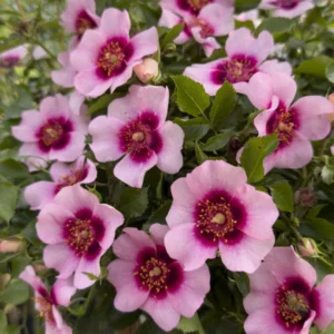 Bravo Babylon Eyes Rose 5lt