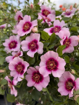 Bravo Babylon Eyes Rose 5lt