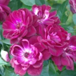 Burgundy Iceberg Rose Standard/Lollipop