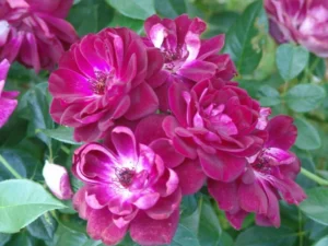 Burgundy Iceberg Rose Standard/Lollipop