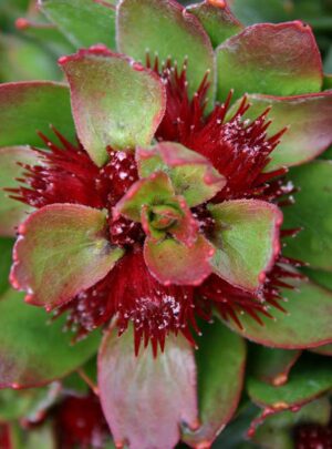 Carlypso Red Leucospermum (pincushion) 15cm Pot
