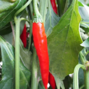 Capsicum 'Pot Pepper Fajita' 15cm Pot