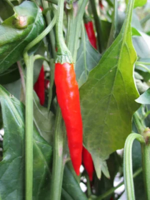Capsicum 'Pot Pepper Fajita' 15cm Pot