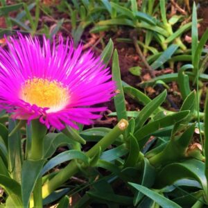 Carpobrotus Edulis 128 Plug Tray