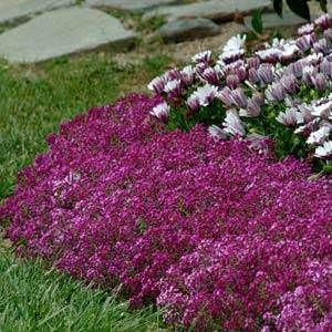 Alyssum 'Clear Crystal' Purple Shades 6 Pack Tray