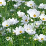 Cosmos Bipinnatus 'Sonata White' 4 Pack Tray Cosmos Bipinnatus 'Sonata White' 4 Pack Tray