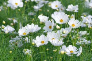Cosmos Bipinnatus 'Sonata White' 4 Pack Tray
