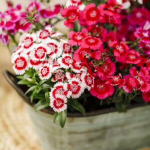 Dianthus Chiba 6 Pack Tray