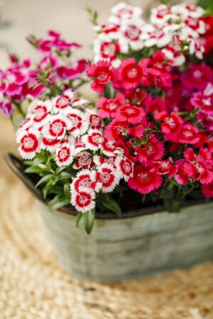 Dianthus Chiba 6 Pack Tray