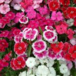 Dianthus Diamond Blush Pink 6 Pack Tray