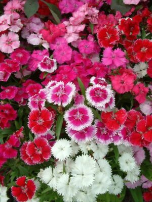 Dianthus Diamond Blush Pink 6 Pack Tray