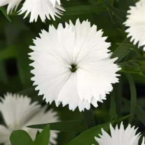 Dianthus Ideal White 6 Pack Tray