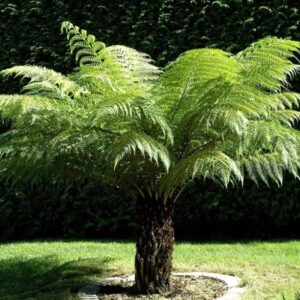 Dicksonia Antarctica Palm Perfect plants from clicknplant nursery