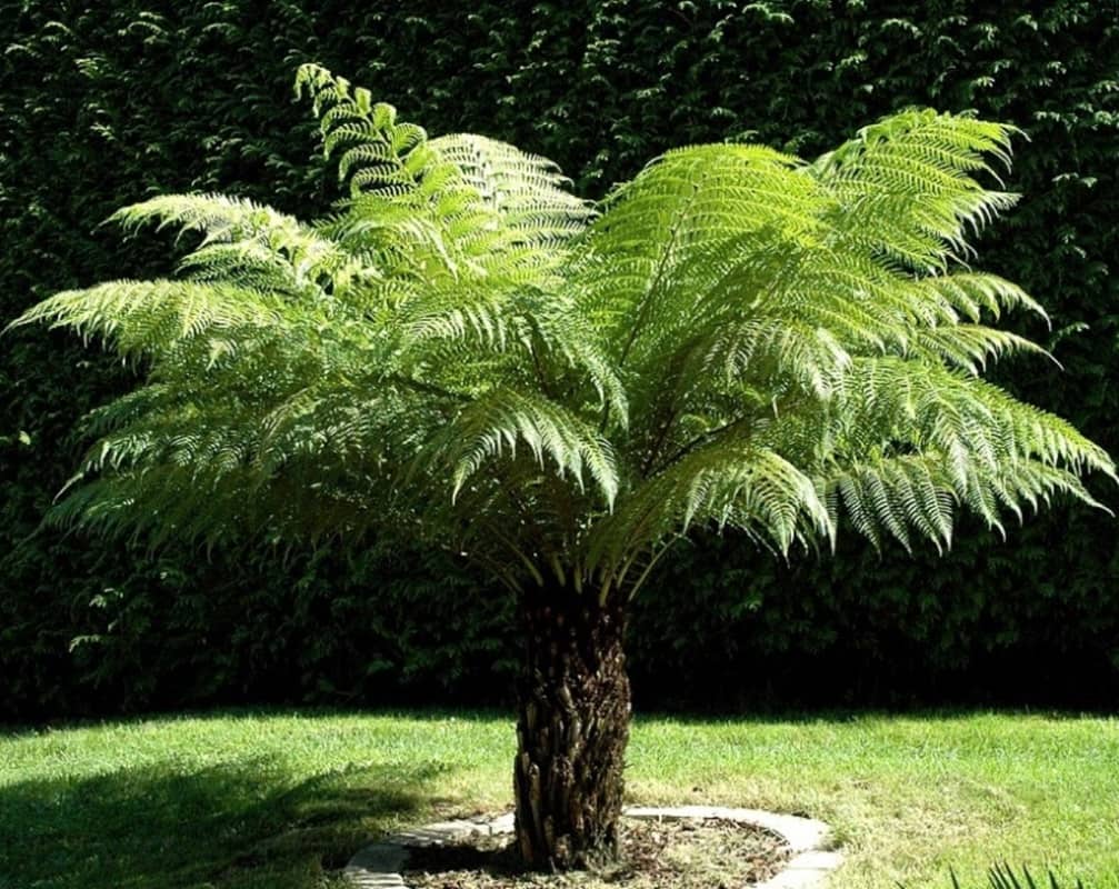 Dicksonia Antarctica 5lt