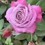 Dreamweaver Rose 5lt