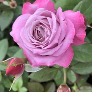 Dreamweaver Rose 5lt