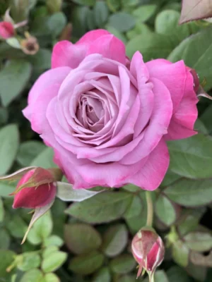 Dreamweaver Rose 5lt