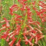 Erica Cruenta 15cm Pot