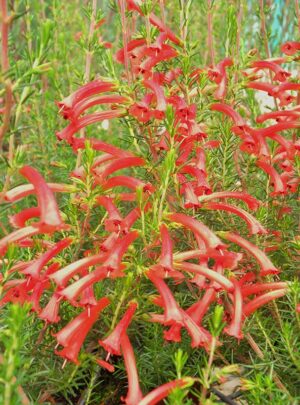 Erica Cruenta 15cm Pot