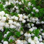 Erica Formosa 15cm Pot
