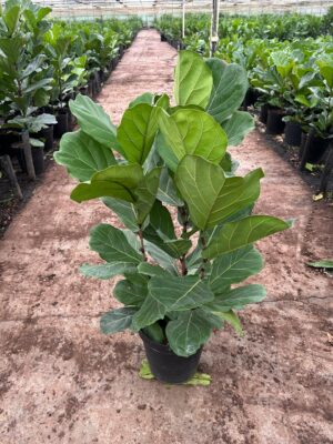 Ficus lyrata 3pp 30cm