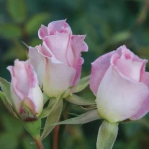 Figurine Miniture Rose