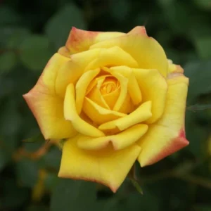 Good Morning America Miniture Rose