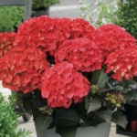 Hydrangea Tuxedo Mophead Red 21cm Pot