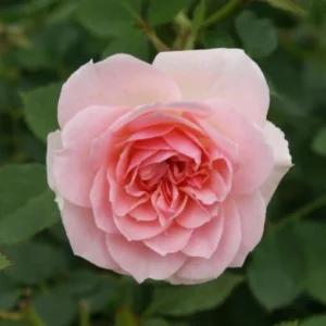 Jennifer Joy Rose Standard/Lollipop 50cm