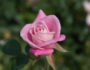 Jilly Jewel Miniture Rose