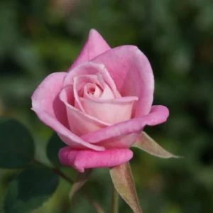 Jilly Jewel Miniture Rose