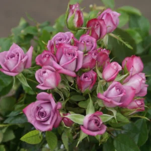 Lavender Jade Rose Standard/Lollipop 50cm