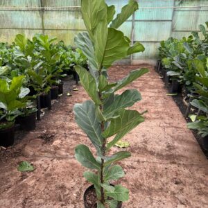 Ficus Lyrata 30cm Pot Common Name: Fiddle Leaf Fig